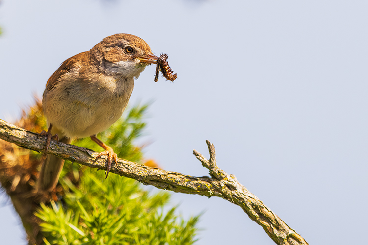 Phylloscopus collybita Chiff-chaff with food